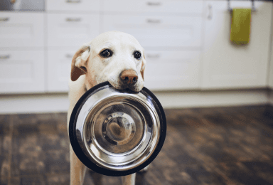 Choosing the Best Adult Dog Food