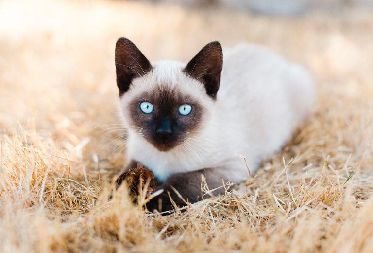 Siamese Cat Breed - AmarPet