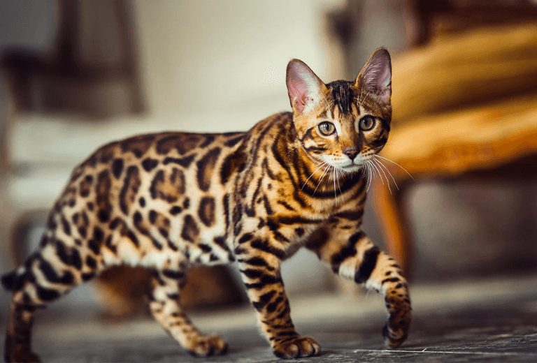 Bengal cat breed - Amarpet