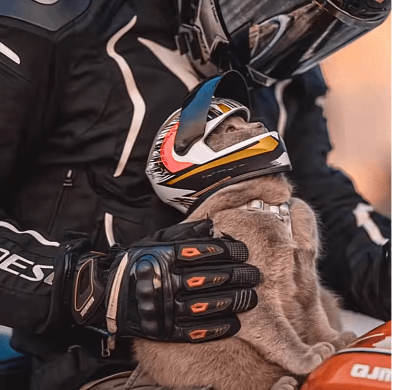 Premium Pet Motorcycle Safety Helmet