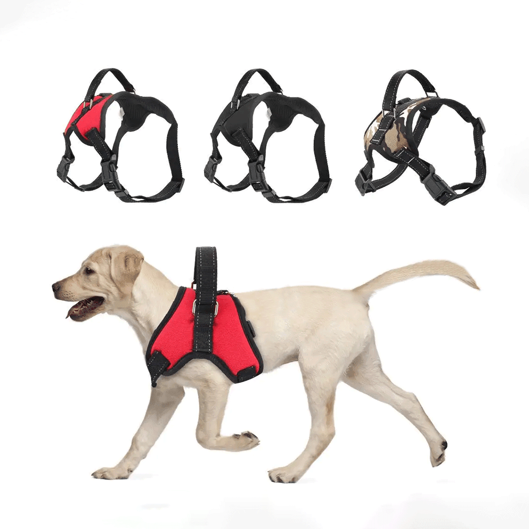 Premium Stylish Adjustable Dog Belt