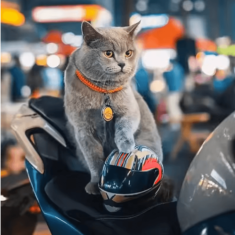 Premium Pet Motorcycle Safety Helmet