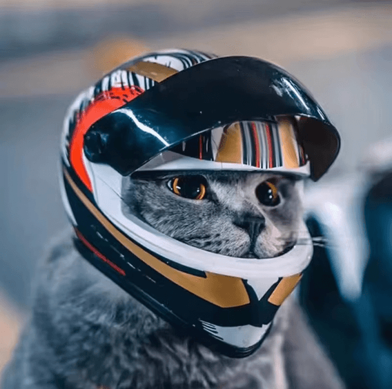 Premium Pet Motorcycle Safety Helmet