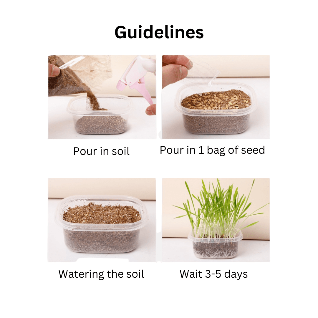 Reusable Nutritional Cat Grass Kit with Plastic Box