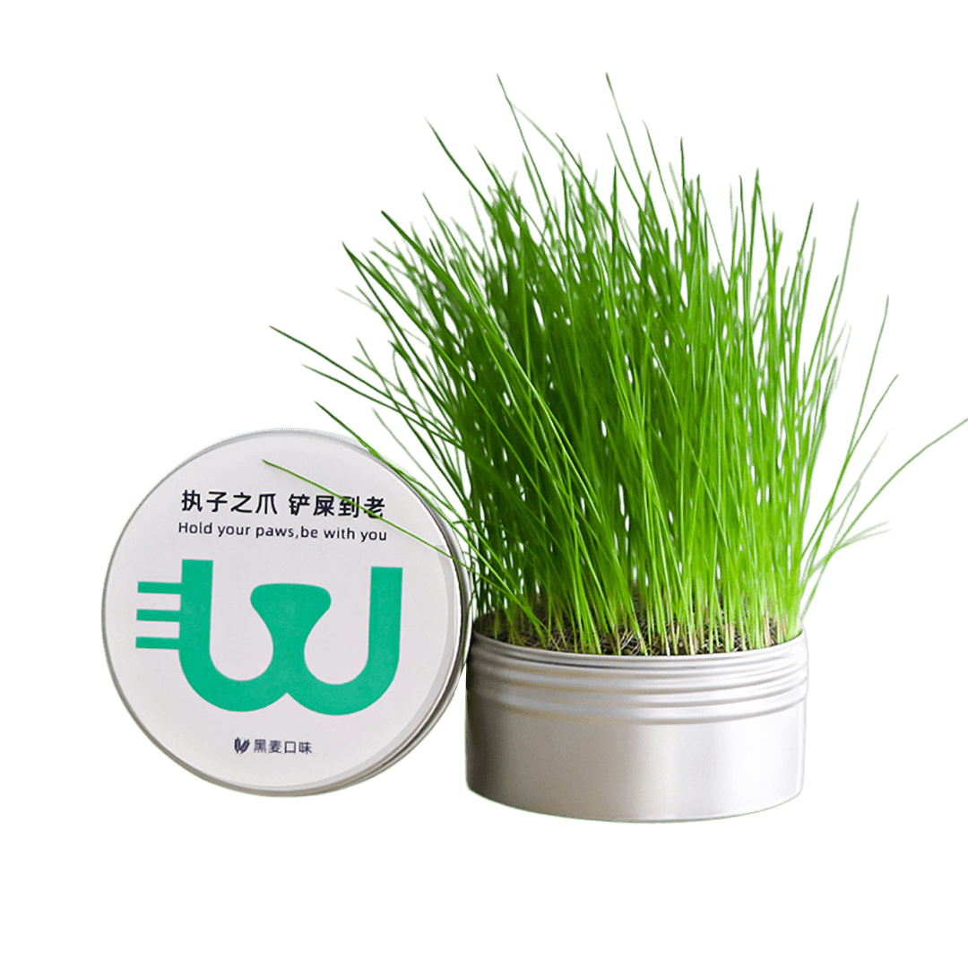 Portable Pet Cat Grass Kit with Aluminium Box Easy to Use